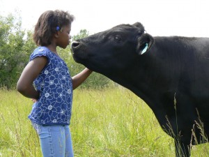 Friendly Grass Fed Steer